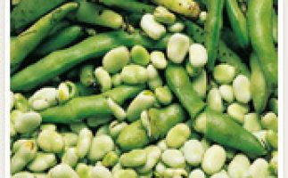 Broad Beans