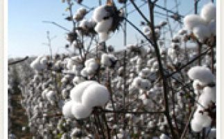 Cotton Seed