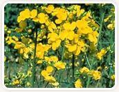 Rapeseed Extraction Flour