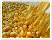 Corn